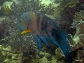 Daymaniat Islands - Fishes: Lime, Wrasse, Grouper, Trigger fish