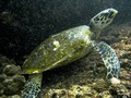 Daymaniat Islands - Unfishes: Turtle & Stinger ray