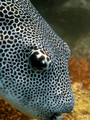 Daymaniat Islands - Fishes: Porcupine, Puffer, Boxfish, Cowfish