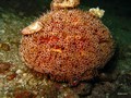 Daymaniat Islands - Unfishes: Sea cucumber, Seastar, Urchin, Bonellia