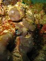 Daymaniat Islands - Fishes: Goby,Blenny