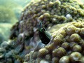Daymaniat Islands - Fishes: Goby,Blenny