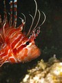 Daymaniat Islands - Fishes: Lionfish, Scorpio