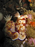 Unfish: Nudibranches