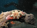 Unfish: Nudibranches