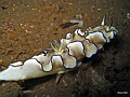 Unfish: Nudibranches