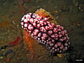 Unfish: Nudibranches