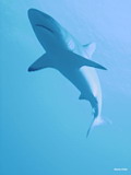 Creatures: Rays and Sharks